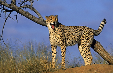 Cheetah, (Acinonyx jubatus), Okonjima Private Game Reserve, Windhoek, Namibia