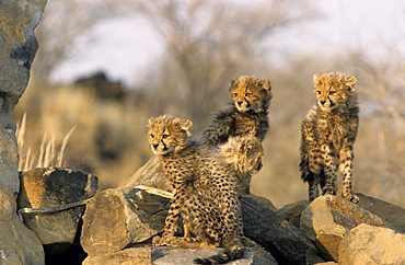 Cheetah, (Acinonyx jubatus), Duesternbrook Private Game Reserve, Windhoek, Namibia