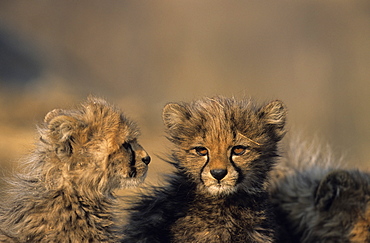 Cheetah, (Acinonyx jubatus), Duesternbrook Private Game Reserve, Windhoek, Namibia