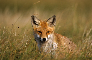 Redfox, (Vulpes vulpes), Fischland, Mecklenburg-Vorpommern, Germany