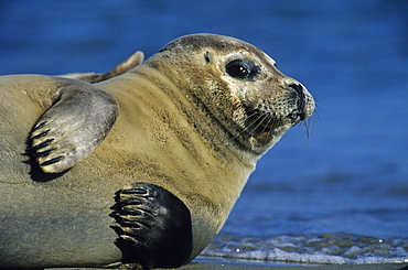 Harbor Seal, Phoca vitulina, Helgoland, Schleswig-Holstein, Germany