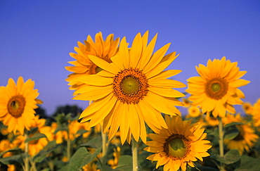 Sunflower, (Helianthus spec), Bielefeld, NRW, Germany