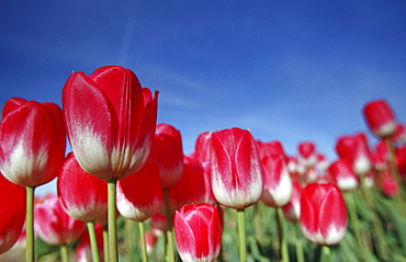 Tulipa species, Alkmaar, Holland (Netherlands), Europe