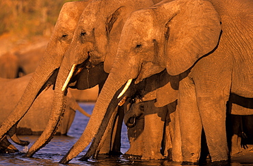 African Elephant, (Loxodonta africana), Chobe River, Chobe National Park, Botswana