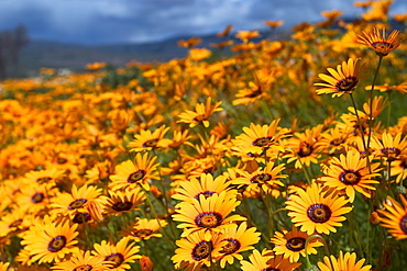 Daisy (Dimorphotheca sinuata), Clanwilliam, South Africa, Africa