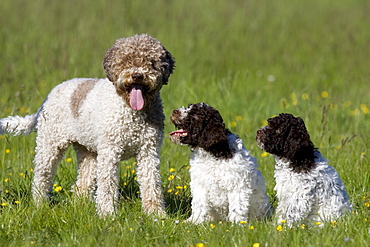 Dog and two puppies