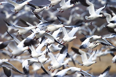 Snow geese (Anser caerulescens), Bosque del Apache, Socorro, New Mexico, United States of America, North America