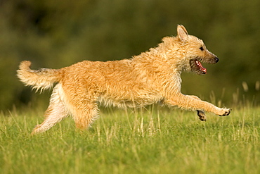 Belgian shepherd dog, Europe