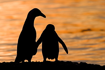 Jackass Pinguin, (Spheniscus demersus), Boulder's Beach, Capetown, South Africa