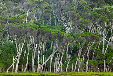 Eucalyptus trees, Wilsons Promontory National Park, Victoria, Australia, Pacific