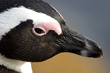 Jackass penguin (African penguin) (Spheniscus demersus), Cape Town, South Africa, Africa