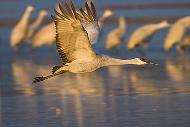 Sandhill crane (Grus canadensis), Bosque del Apache, Socorro, New Mexico, United States of America, North America