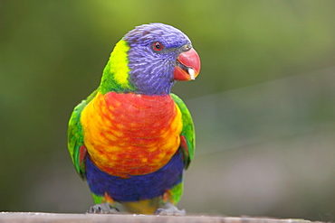 Rainbow lorikeet (Trichoglossus haematodus), Marramarang National Park, New South Wales, Australia, Pacific