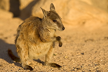 Black-footed rock wallaby (Petrogale lateralis), Magnetic Island, Queensland, Australia, Pacific