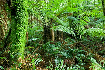 Rainforest, Otway National Park, Victoria, Australia, Pacific