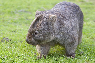 Wombat (Vombatus ursinus), Wilsons Promontory National Park, Victoria, Australia, Pacific