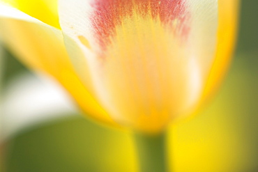 Tulip, Tulipa