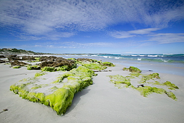 Beach at the coast, Kangaroo Island, South Australia, Australia