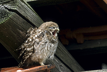 Little owl, Athene noctua, Hiller Moor, Luebbecke, Germany, Europe