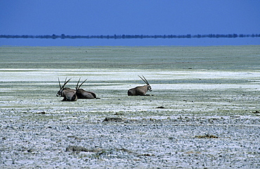 Oryx, gemsbok, Oryx gazella, Etosha National Park, Namibia, Africa