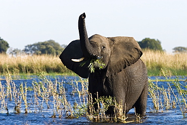 African Elephant, (Loxodonta africana), Chobe River, Chobe N.P., Botswana