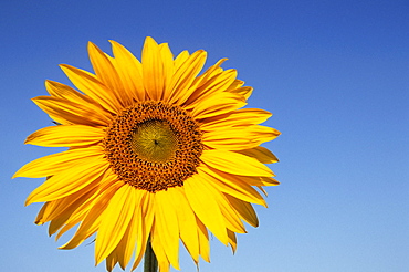 Sunflower, Helianthus spec. Bielefeld, NRW, Germany, Europe