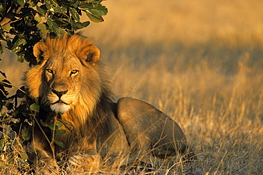 Lion, Panthera leo, Chobe National Park, Savuti, Botswana, Africa