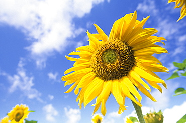 Sunflower, Helianthus species, Bielefeld, North Rhine-Westphalia, Germany, Europe