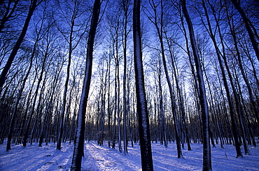 Forest in winter time, Bielefeld, Nordrhein Westfalen, Germany, Europe