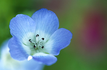 Baby Blue Eyes, Nemophila phacelioides, Bielefield, Germany, Europe