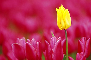 Tulip, Tulipa species, Alkmaar, Netherland, Europe