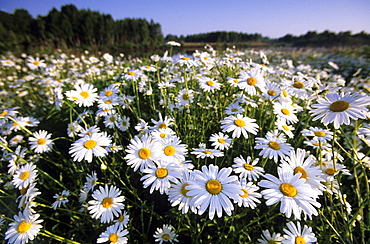 Daisy, Leucanthemum vernale, Hiller Moor, Luebbecke, Germany, Europe