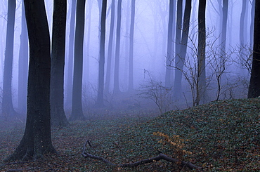 Forest in the fog, Bielefeld, Germany, Europe