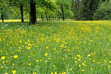 Meadow in spring time, Karwendel, Bavaria, Germany, Europe