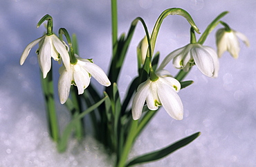 Snowdrops, Galanthus nivalis, Bielefeld, Germany, Europe