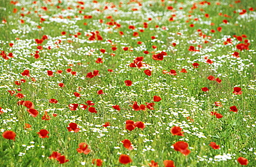 Poppy, Papaver rhoeas, Bielefeld, Germany, Europe