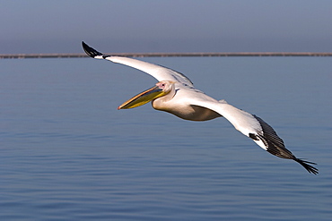 White pelican, Pelecanus onocrotalus, Walfish Bay, west coast, Namibia, Africa