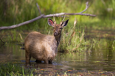 Sambar deer, Cervus unicolor, Bandhavgarh National Park, Madhya Pradesh, India, Asia