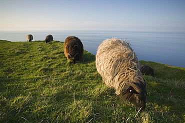 Domestic sheep, Heligoland, Germany, Europe