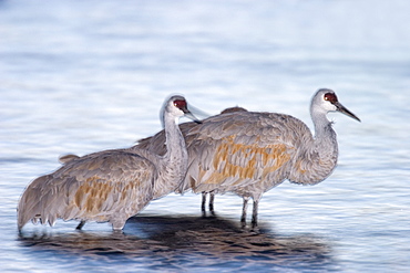 Sandhill cranes, Grus canadensis, Bosque del Apache, Socorro, New Mexico, United States of America, North America