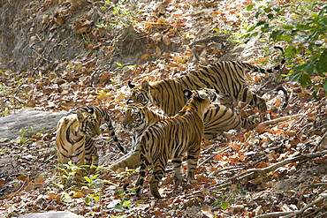 Bengal tigers, Panthera tigris tigris, Bandhavgarh National Park, Madhya Pradesh, India, Asia