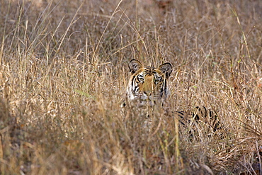 Bengal tiger, Panthera tigris tigris, Bandhavgarh National Park, Madhya Pradesh, India, Asia