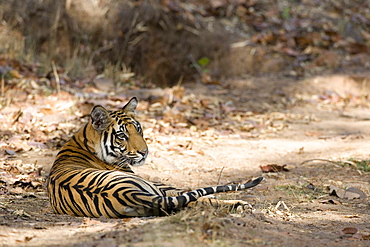 Bengal tiger, Panthera tigris tigris, Bandhavgarh National Park, Madhya Pradesh, India, Asia