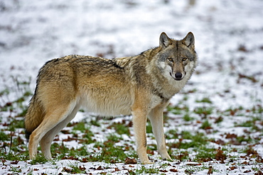Gray wolf (grey wolf), Canis lupus, Wildlife Preserve, Rheinhardswald, Germany, Europe