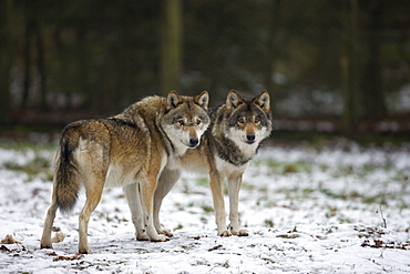 Gray wolf (grey wolf), Canis lupus, Wildlife Preserve, Rheinhardswald, Germany, Europe