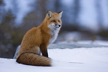 Red fox, Vulpes vulpes, Churchill, Manitoba, Canada, North America