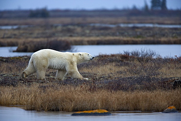 Polar bear, Ursus maritimus, Churchill, Manitoba, Canada, North America