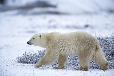 Polar bear, Ursus maritimus, Churchill, Manitoba, Canada, North America