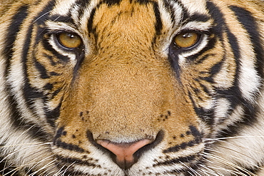 Bengal tiger, (Panthera tigris tigris), Bandhavgarh, Madhya Pradesh, India