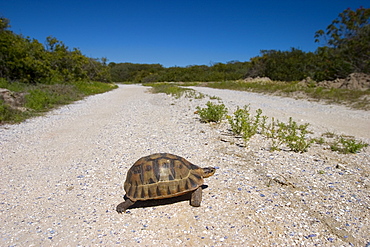 Geometric tortoise (Psammobates geometricus), west coast, South Africa, Africa